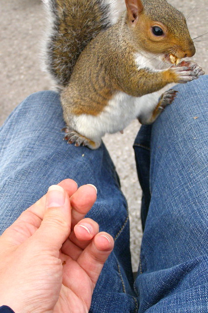 Squirrel sits on my lap eating walnuts