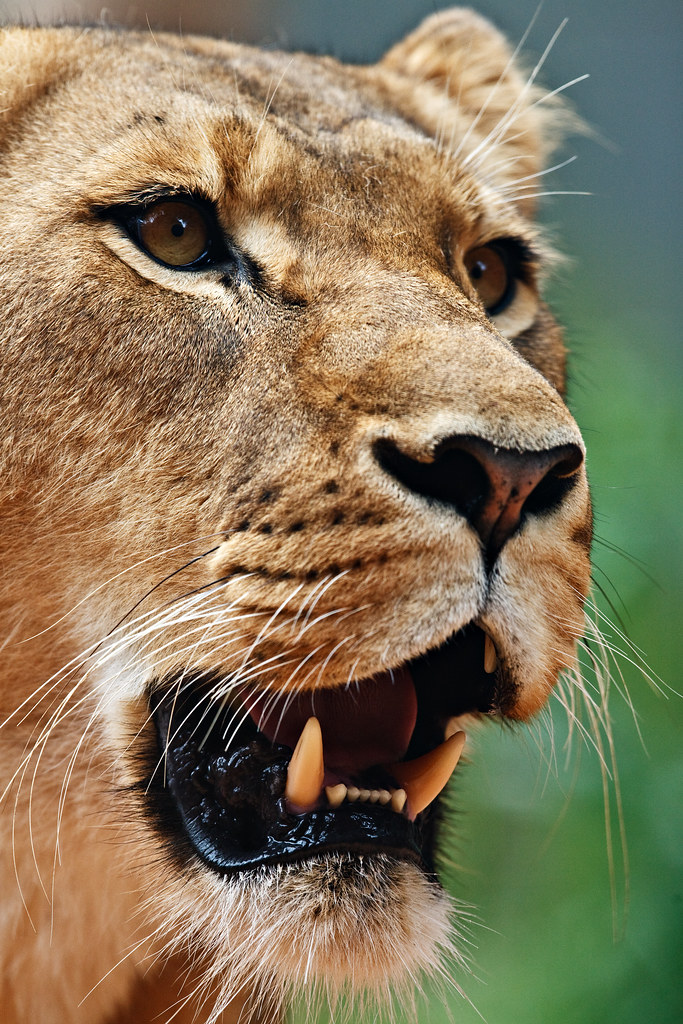Image: Growl of the Lioness
