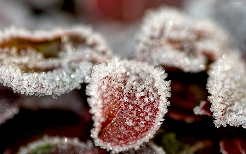 Frosted Leaves by Peter Gorges