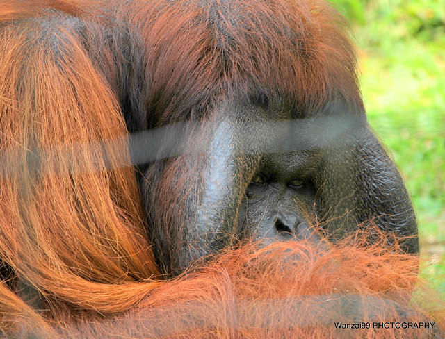 Orangutan : (Frust) : Being dumped by his girlfriend!