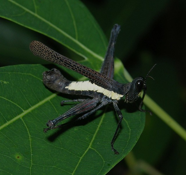 Black-and-white monkey hopper (Eumastacidae), Peruvian Amazon