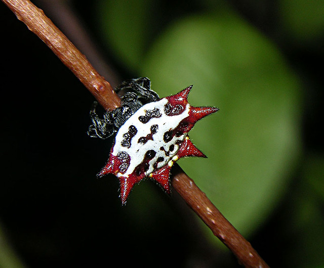 Gasteracantha cancriformis, near Miami, Florida