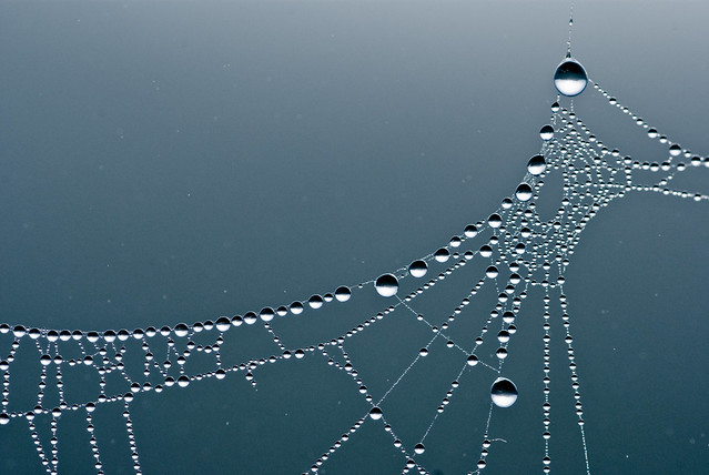 Raindrops on Spiderwebs #2