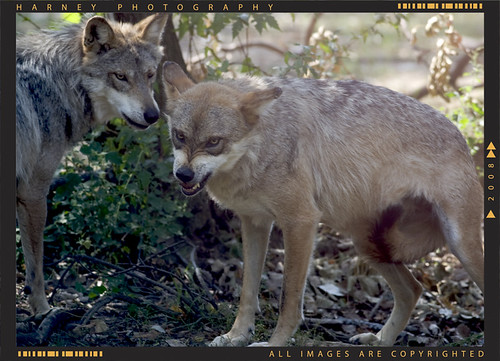 Wolves | by creativedesign06