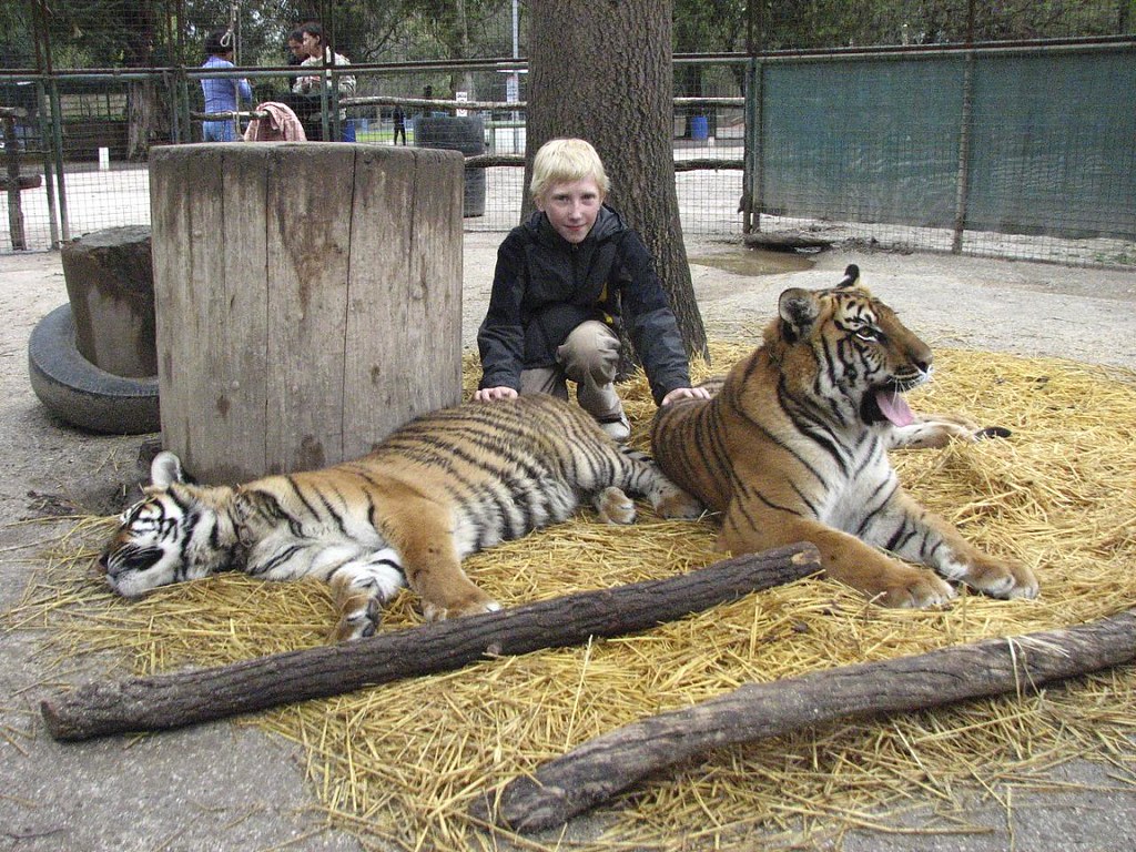 Тигр живут в зоопарке. Зоопарк Луджан, Аргентина. Тигр в зоопарке. Хищники в зоопарке.