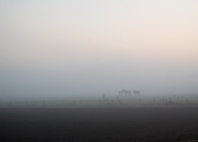 3 horses on a misty morning