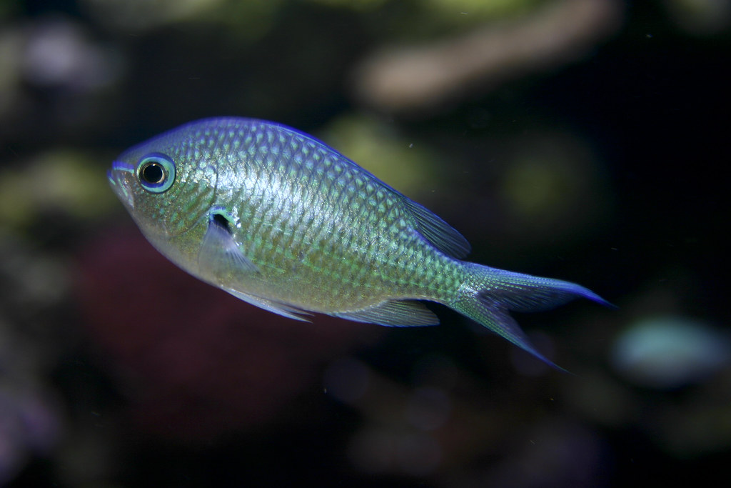 Chromis atripectoralis Black-axil chromis - a photo on Flickriver