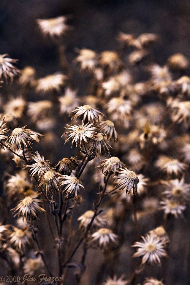 Nature's Dried Flower Arrangement by Jim Frazee