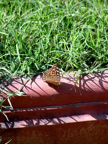 india butterfly bug insect hotel butterflies insects nahargarh rathambhore insectica