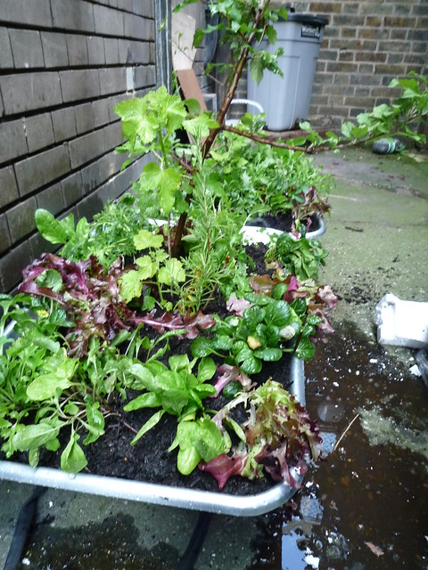 plants