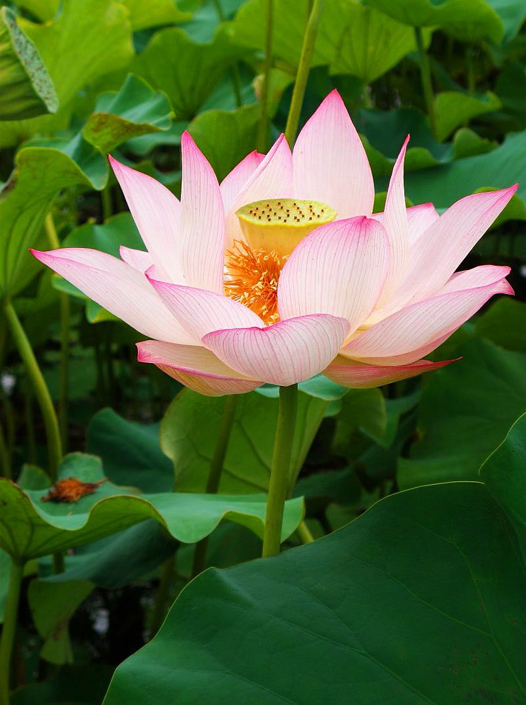 Lotus flower | tanakawho | Flickr