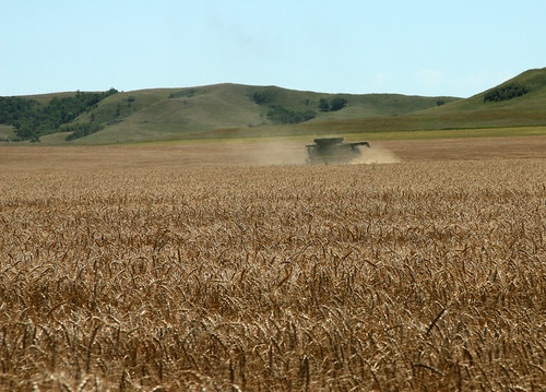 field gold golden wheat harvest combine northdakota agriculture harvester johndeere thresher threshing wheatfield 575 combining canon30d 9770 snoshuu lensefs1785mmf45f56isusm
