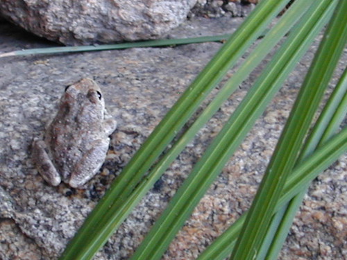 Toad at Deep Creek
