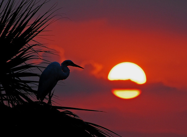 Great egret silhouette