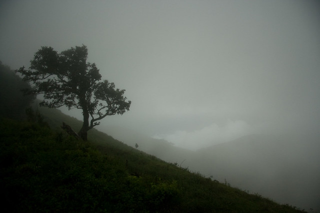 Solitary tree on a mountain range