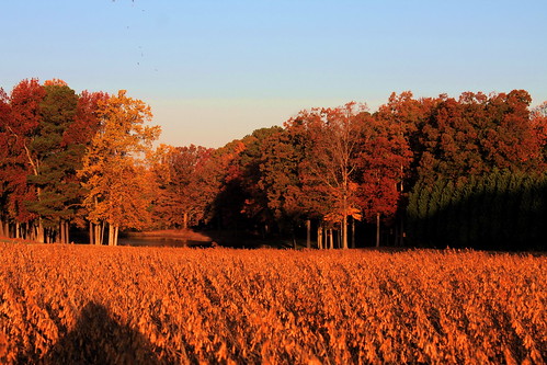 autumn fall field leaves gold golden beans foliage beanfield autumcolors