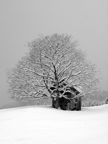 Winter wonderland by RainerSchuetz