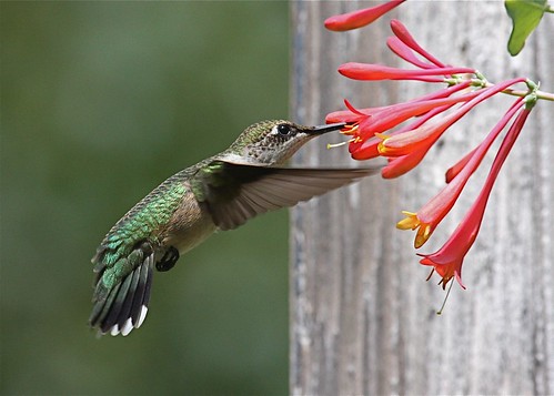 Ruby-throated Hummingbird (female) by rwolfert