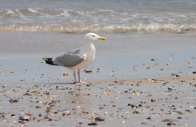Herring Gull, Larus argentatus, on Beach at Tenby, South Wales