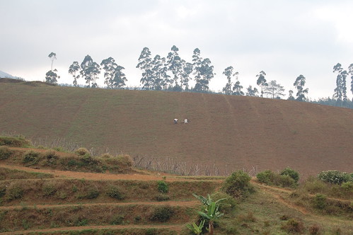 panorama farming deforestation