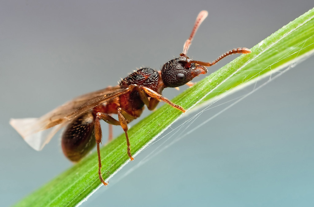 Wind Ant Insect Winged ant | View larger! | John Hallmén | Flickr
