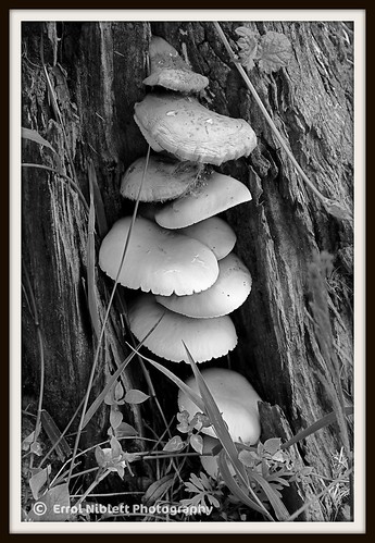 Fungi cluster [B&W] (DSC_3295) by Tripod 01