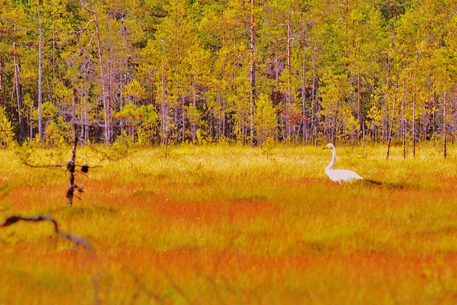 Swan in the swamp