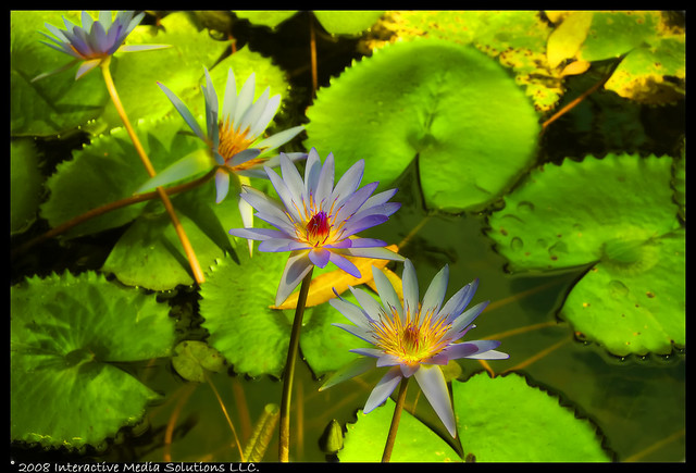 water flowers