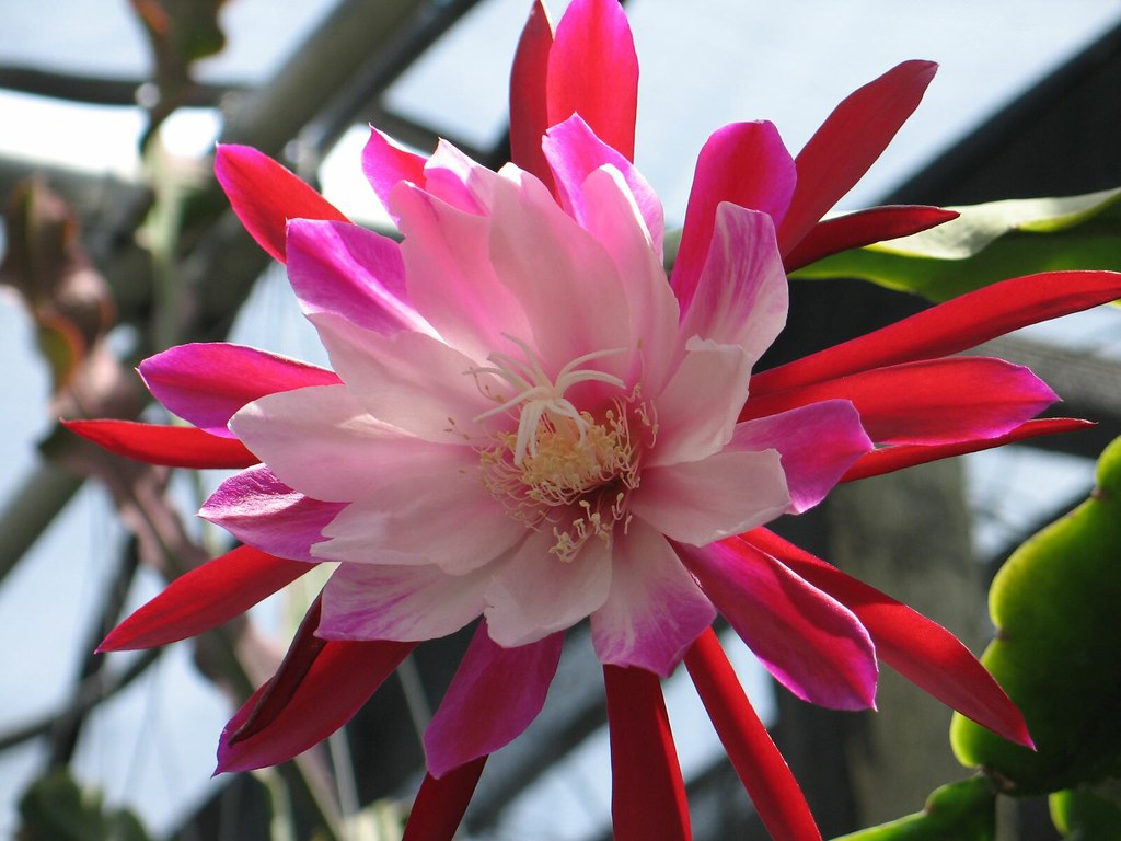 Jenis bunga wijayakusuma | Foto: flickr