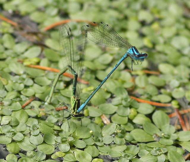 Azure damselflies, ovipositing in pond