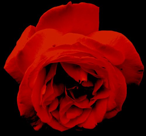 Blood Red Rose | I editted the hell out of this, and it lost… | Flickr