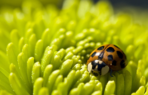 Ladybug by K. Linehan
