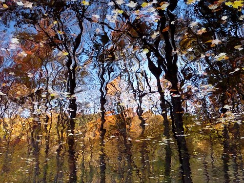 trees reflection fall leaves stream mywinners abigfave naturallayering
