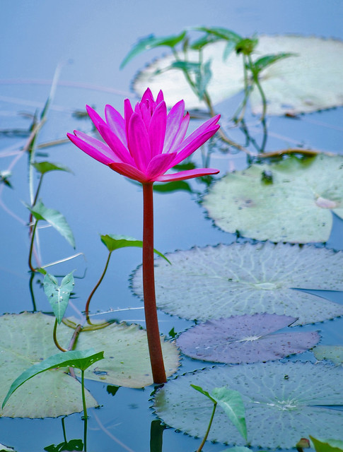 Shapla  - (Water Lily)