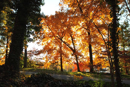 autumn trees sun color leaves glow northcarolina winstonsalem reynoldagardens sigma20mmf18exdg ndx4