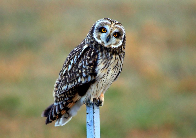 Short-eared Owl by Scott Evans