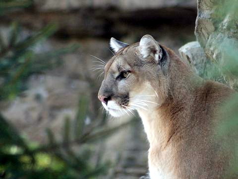 scientific name for a cougar