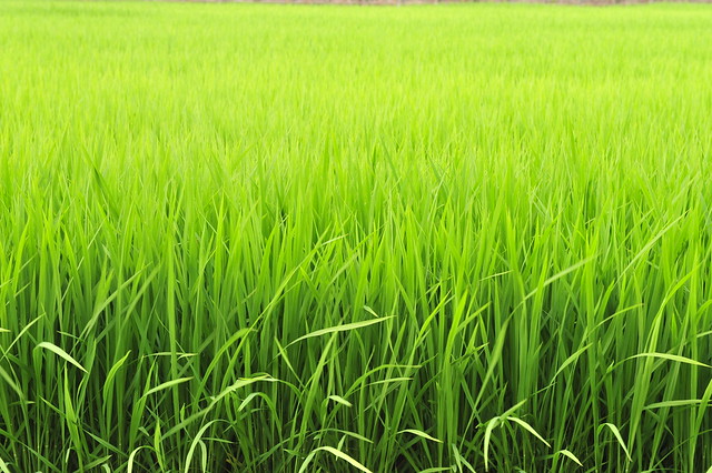 rice field-7月のたんぼDSC_0241