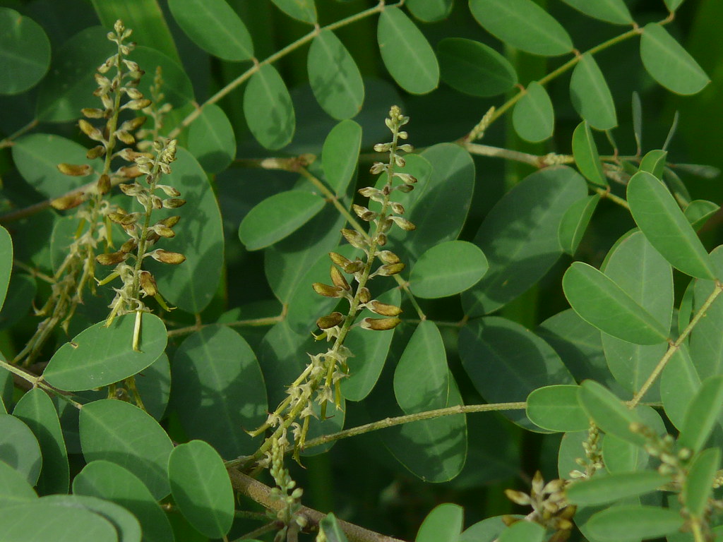 Aviri (Telugu: అవిరి) | Fabaceae (pea, or legume family) » I… | Flickr