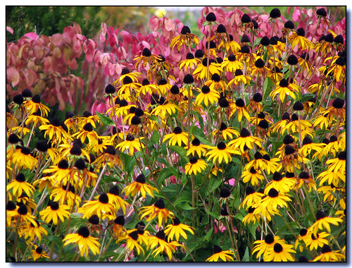 flowers red summer ontario canada green yellow canon lisas explore allrightsreserved brampton interestingness272 i500 3175 s3is canons3is soccercentre rubebeckia copyrightlisastokes