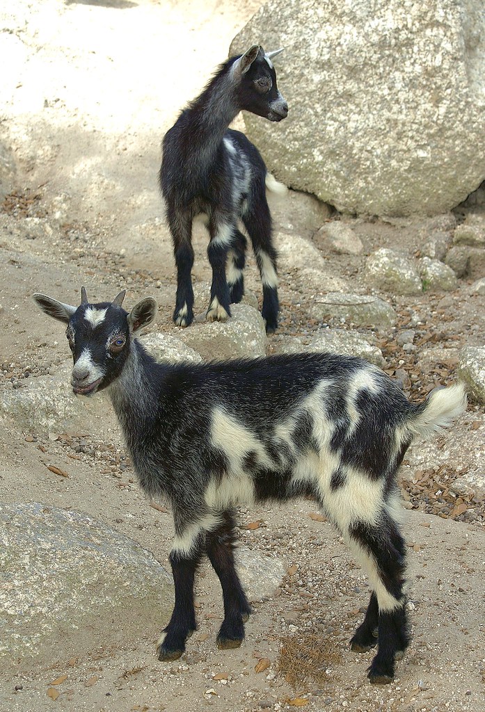 Capra hircus | Flickr