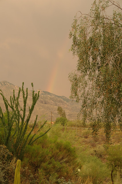 Rainbow with desert plants