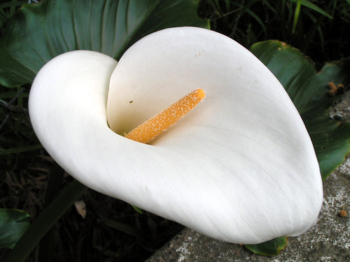 Calla lily | by LaBrunetteNouvelle