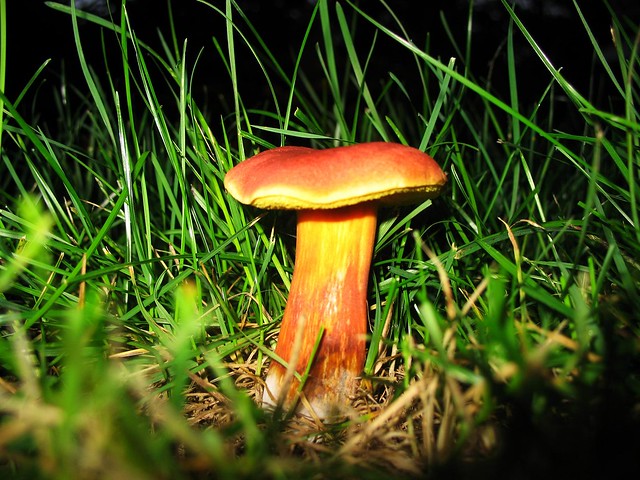 Fungi in Grass