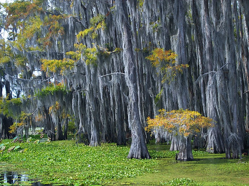wood usa lake tree nature wet water forest swim landscape la moss texas underwater unitedstates flood outdoor tx south scenic southern spanish bayou swamp lousiana mysterious mystical cypress float caddo mystic drown uncertain afloat deluge tejas deepsouth submerge