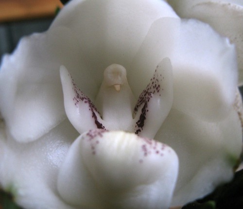 People call me  "Dove Orchid" !