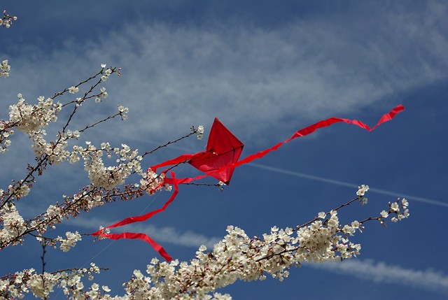 Kite-eating cherry tree