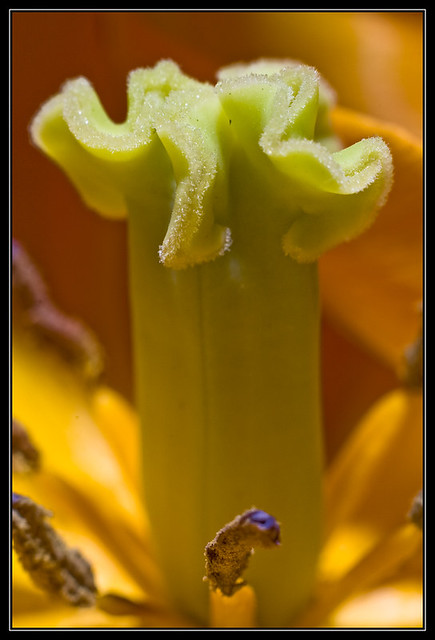 Orange Tulip Pistil