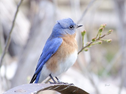 Bluebird by Bret Okc