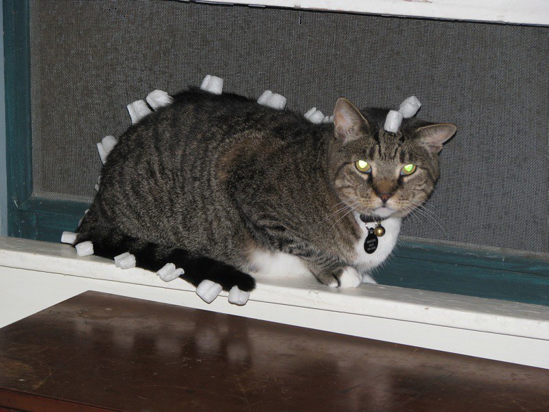 Stega-Cat!
